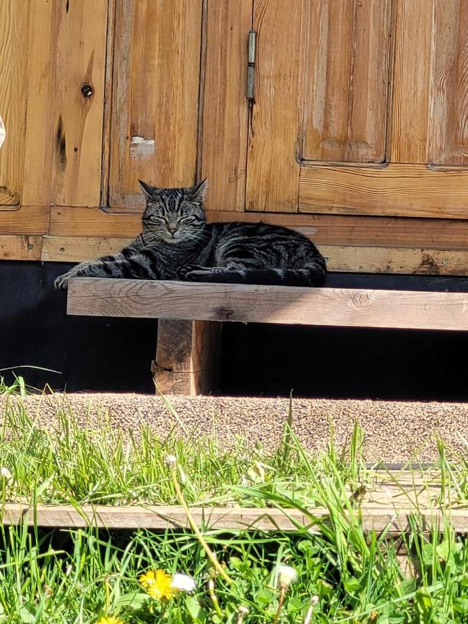 Slapen Tussen De Ezels In De Yurt Hotel Aarschot Exterior foto